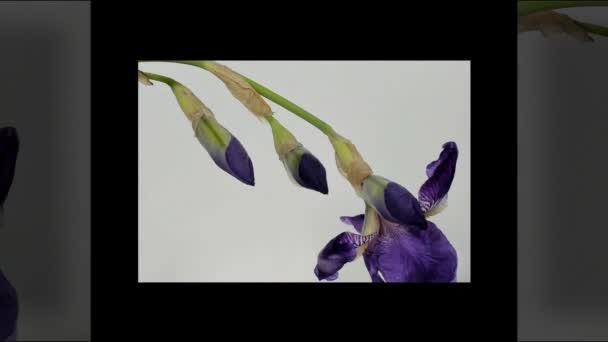 树上盛开的铁木蓝色花朵. — 图库视频影像