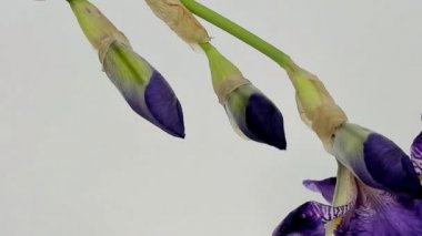Demir ağacı, timelapse çiçek açan ahşap beyaz çiçek.
