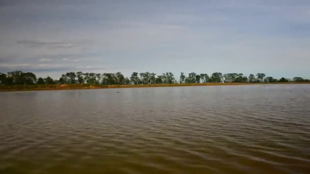 Cygnes sur rizière avec montagnes des Alpes fond dans le Piémont, Italie 