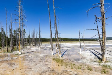 Yellowstone Ulusal Parkı 'nda ölü ağaçlar.