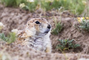 Gopher - orta ölçekli kemirgenler, squirrel family cinsidir
