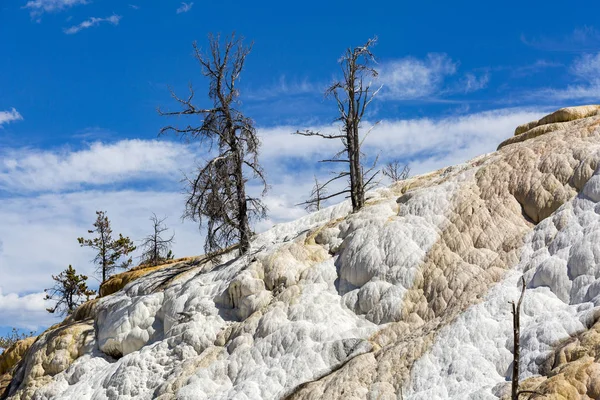 Árboles estériles muertos en Mammoth Hot Springs en Yellowstone National — Foto de Stock