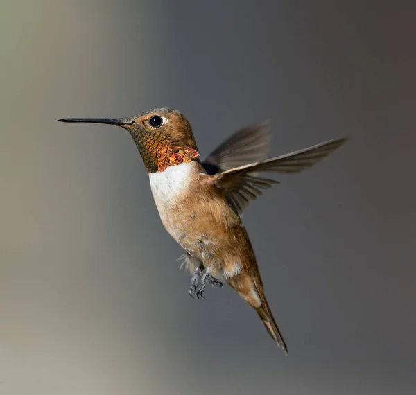 Erwachsene männliche Rufus-Kolibris — Stockfoto