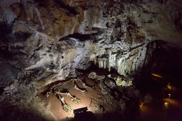 Crimée Novembre 2017 Squelette Bébé Mammouth Couché Dans Grotte Karstique — Photo