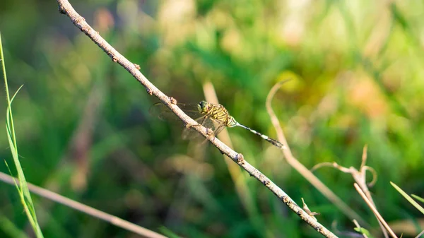 Foto de inseto na selva — Fotografia de Stock