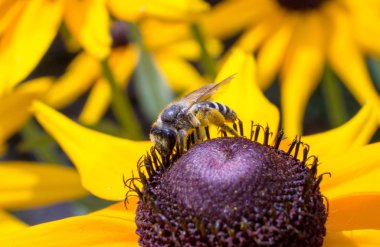 Bir çiçek (14 kaba bir arıya)