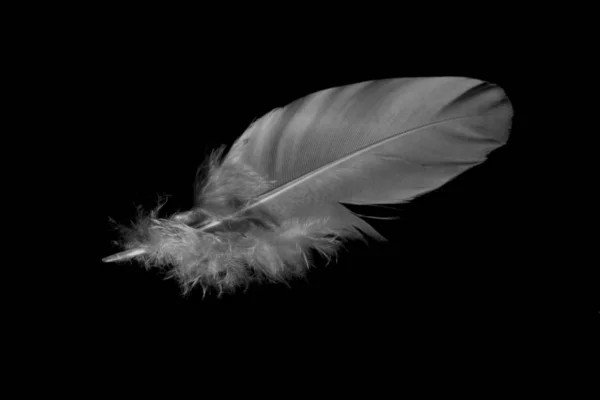 Single white feather (3) — Stock Photo, Image