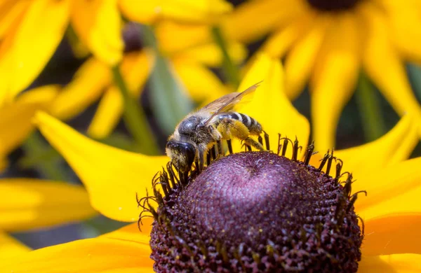 Bir çiçek (14 kaba bir arıya)