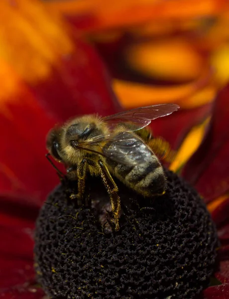Una abeja áspera en una flor (12 ) — Foto de Stock