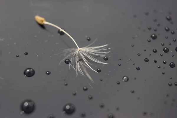 One seed of dandelion after rain — Stock Photo, Image