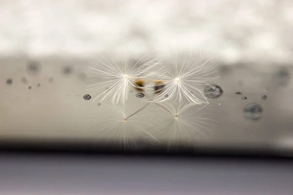 Macro two seeds of dandelion after rain — Stock Photo, Image