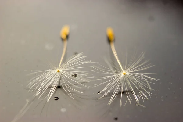 Macro two seeds of dandelion — Stock Photo, Image