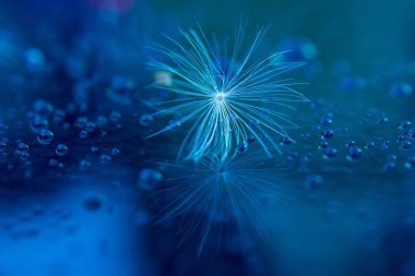 Karahindiba mavi yağmur sonra tohum