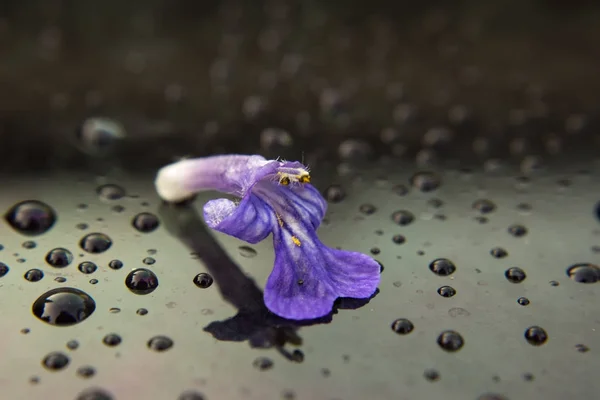 Uma flor de Ajuga reptans — Fotografia de Stock