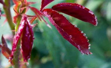 Gül çiy damlaları ile bırakır