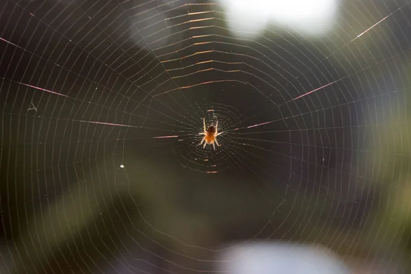 Spider in his home network at sunrise (5) — Stock Photo, Image