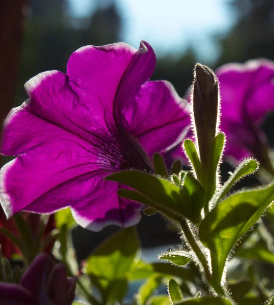 Petunia w słońcu — Zdjęcie stockowe