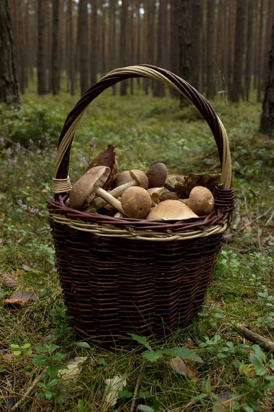 Weidenkorb mit Pilzen — Stockfoto