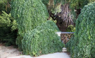 Eski paslı metal korkuluk ile Japon pagoda ağacı