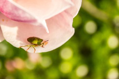 Manolya çiçek yeşil kalkan hata