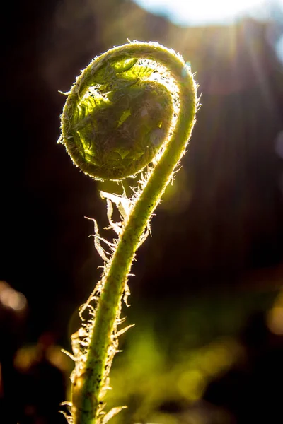 Jungfarn im Frühling — Stockfoto