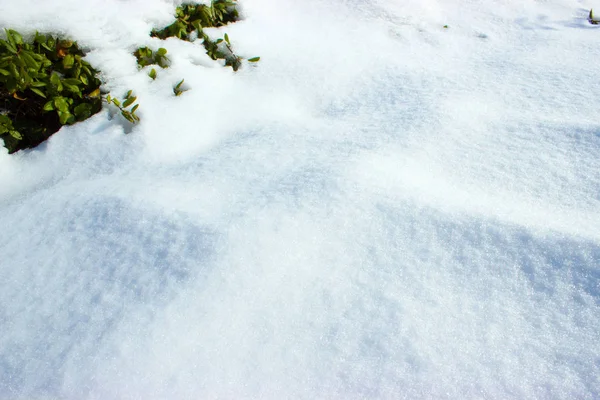 Snowy krzewów z cieniu drzew — Zdjęcie stockowe