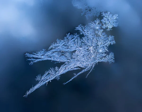 Frost på fönstret som en fågel i flykten i blått — Stockfoto