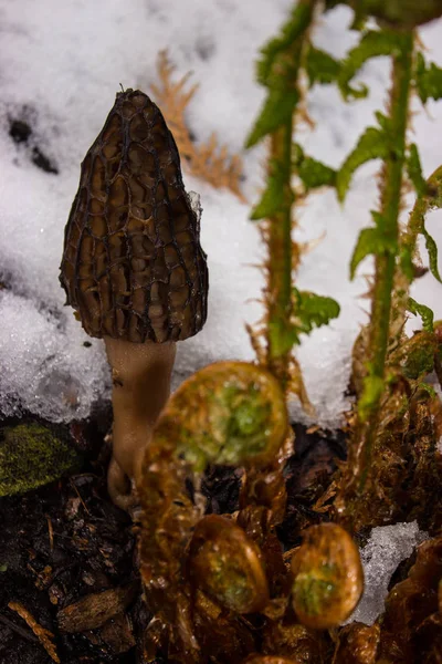 Spring mushroom surprised by the snow — Stock Photo, Image