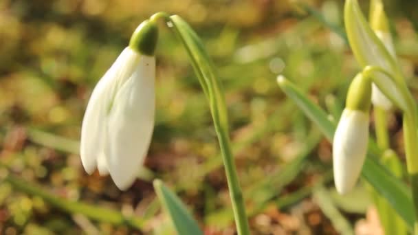 First spring snowdrops in the wind — Stock Video