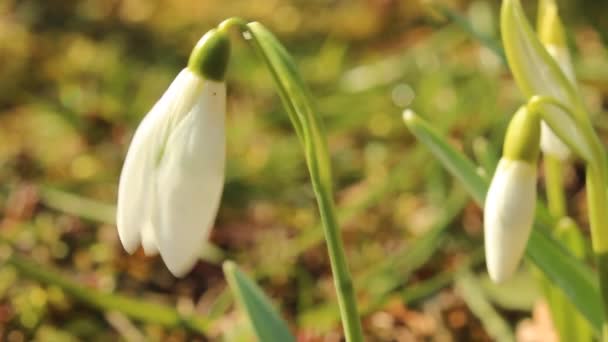 Πρώτη snowdrops άνοιξη στον άνεμο — Αρχείο Βίντεο