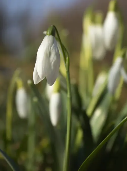 첫 번째 봄 snowdrops — 스톡 사진