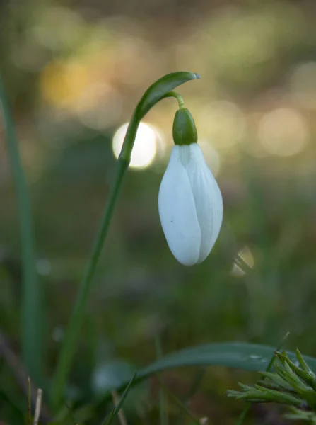 Las primeras nevadas de primavera y bokeh — Foto de Stock