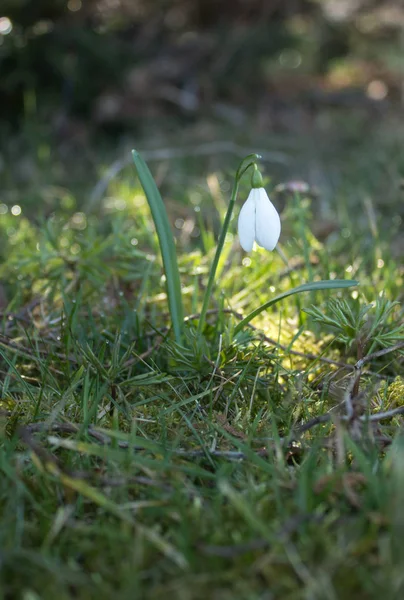 첫 번째 봄 snowdrops 햇빛에 — 스톡 사진
