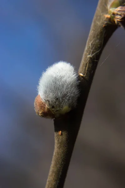 Detail of the first spring catkin on the branch — Stock Photo, Image