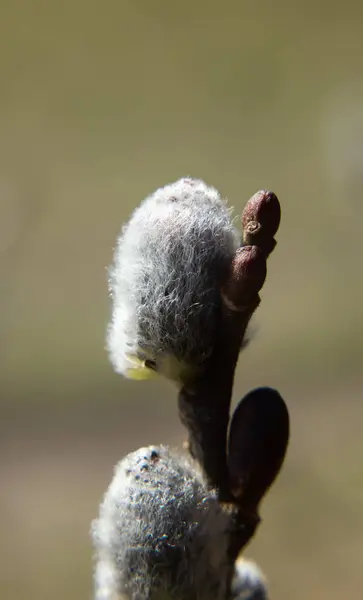 Detail of the first spring catkins on the branch — Stock Photo, Image