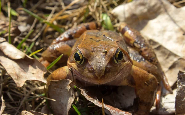 Grenouille commune à l'état sauvage sur les feuilles sèches — Photo