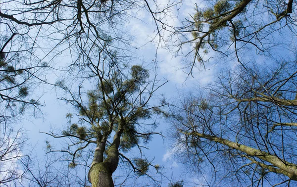 Träd med mistel blå himmel och vita moln — Stockfoto