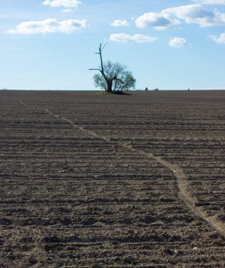 İzole ağaç ekili alan 3 ortasında