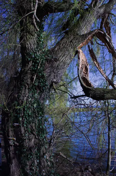 Вид на озеро над зламаним деревом — стокове фото