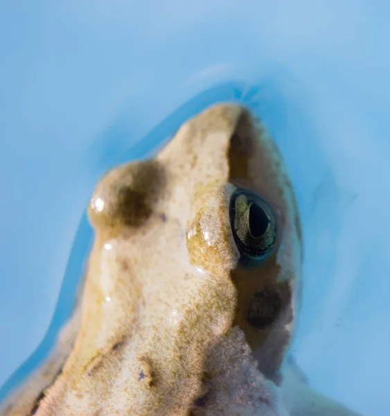 Detalhe da cabeça de rã na água (2 ) — Fotografia de Stock