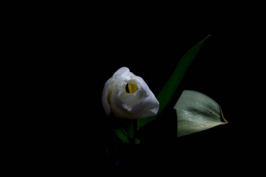 Siyah arkaplanda beyaz lale çiçeği gelişiyor.