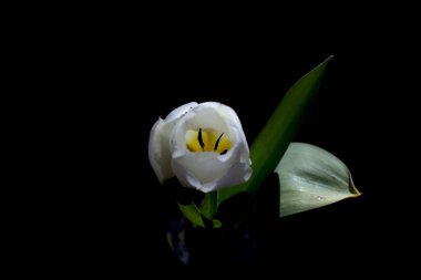 Siyah arkaplanda beyaz lale çiçeği gelişiyor.