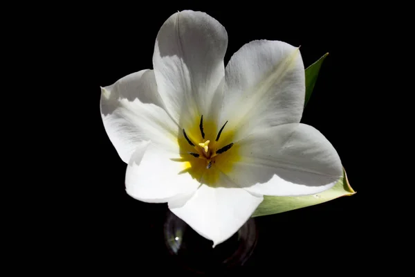 Biały Rozwijający Się Kwiat Tulipana Czarnym Tle — Zdjęcie stockowe