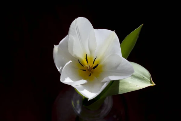 Branco Desenvolvimento Tulipa Flor Fundo Preto — Fotografia de Stock