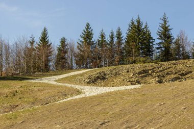 Dağ taşı yolu ormana gidiyor.