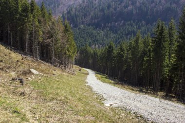 Czech Cumhuriyeti 'nde, nemli dağların arasından geçen güneş taşı yolu.