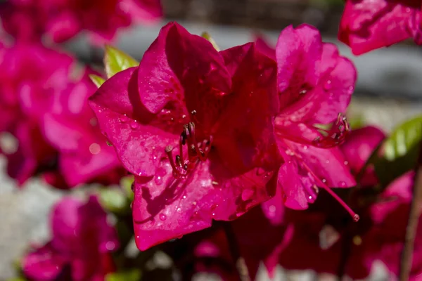 Makrodetail Rosa Azalee Japonica Mit Tautropfen Auf Einem Garten — Stockfoto