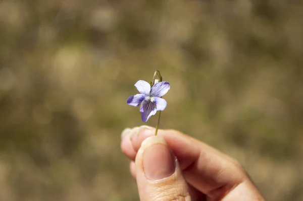 Violet in a woman\'s fingers. Focus on violet.