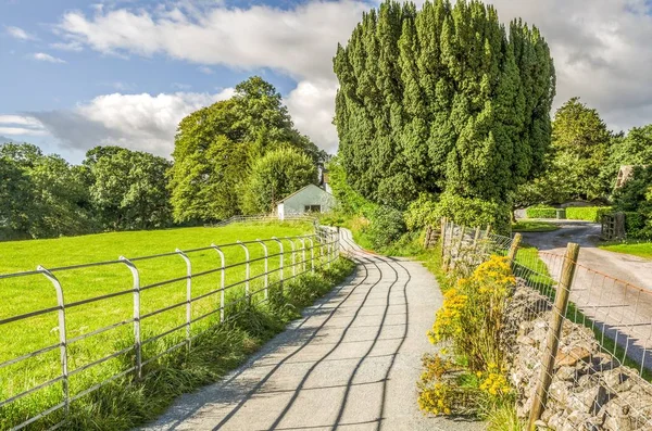 Ragwort İngilizce ilçe Lane'de — Stok fotoğraf