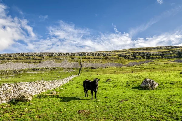 Cow in field, Йоркшир Дейлз, Англия — стоковое фото